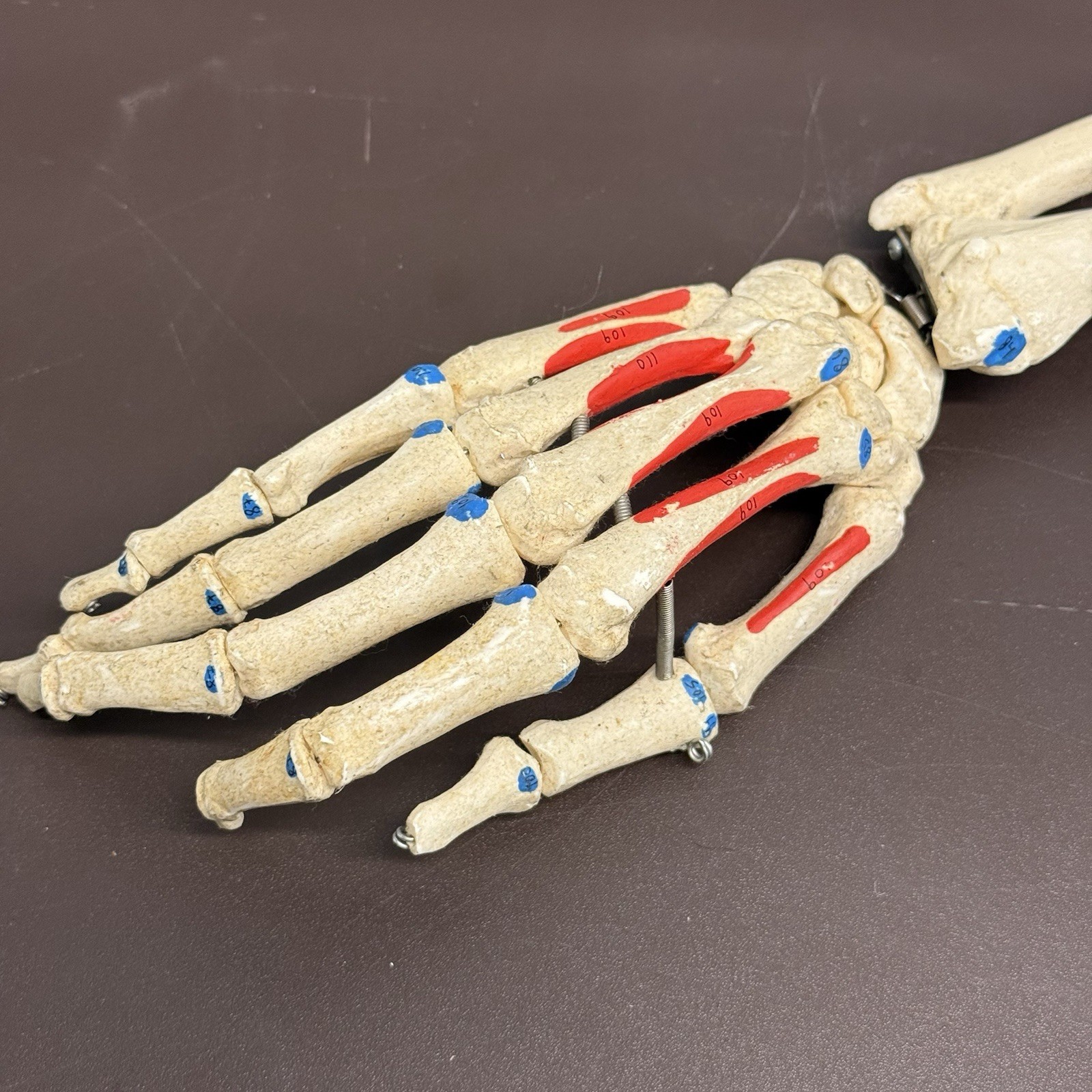 Human Arm Anatomical Skeleton Model Hand Bones Tendons Painted