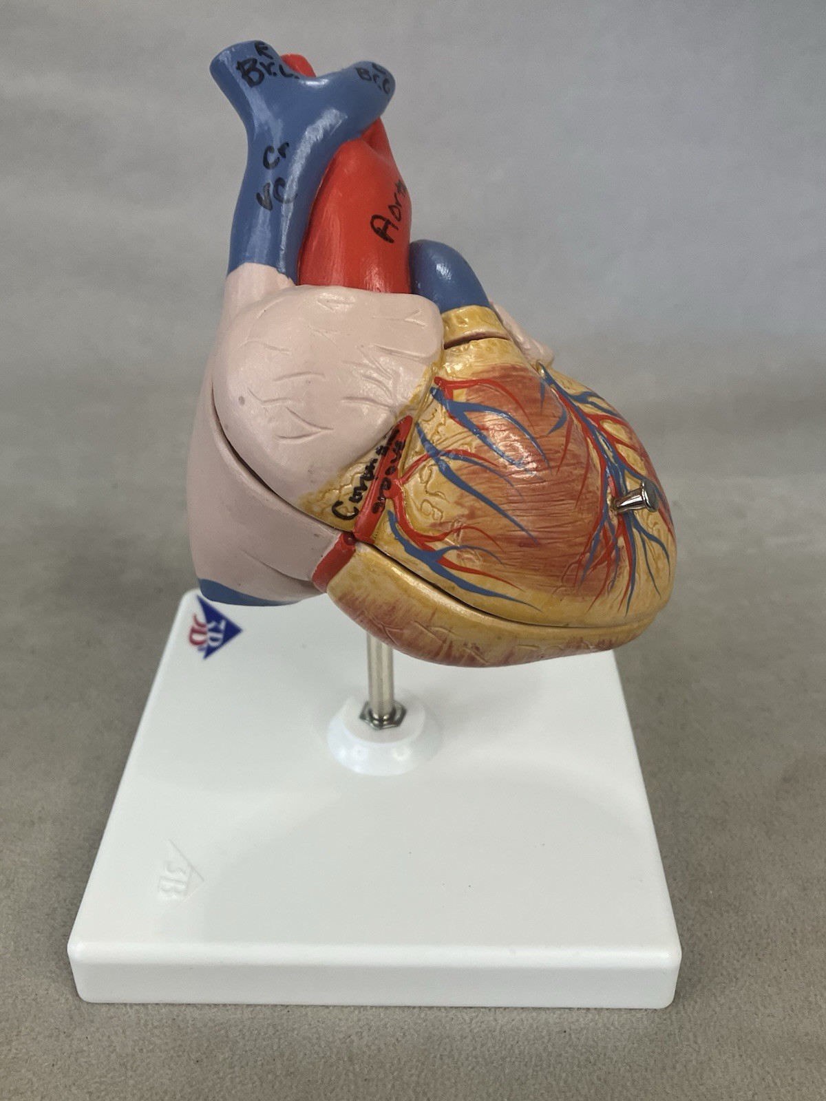 3B Scientific G08 Classic Human Heart Model, 2 part Anatomical Model
