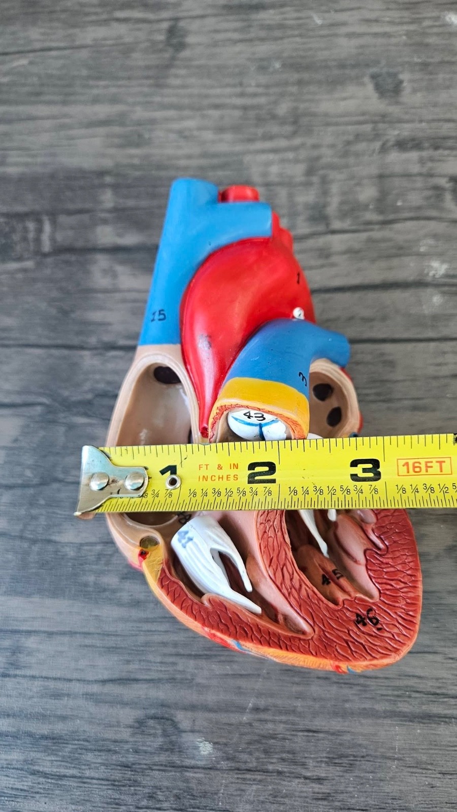 Human Heart Model, Anatomically Accurate Numbered (MISSING STAND) R52