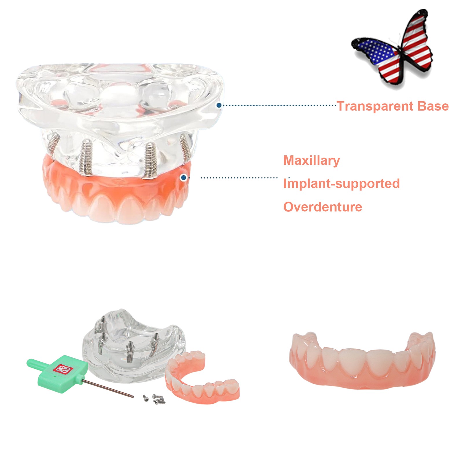 US Dental Overdenture/Implant/Orthodontic Typodont Ortho Training Teaching Model