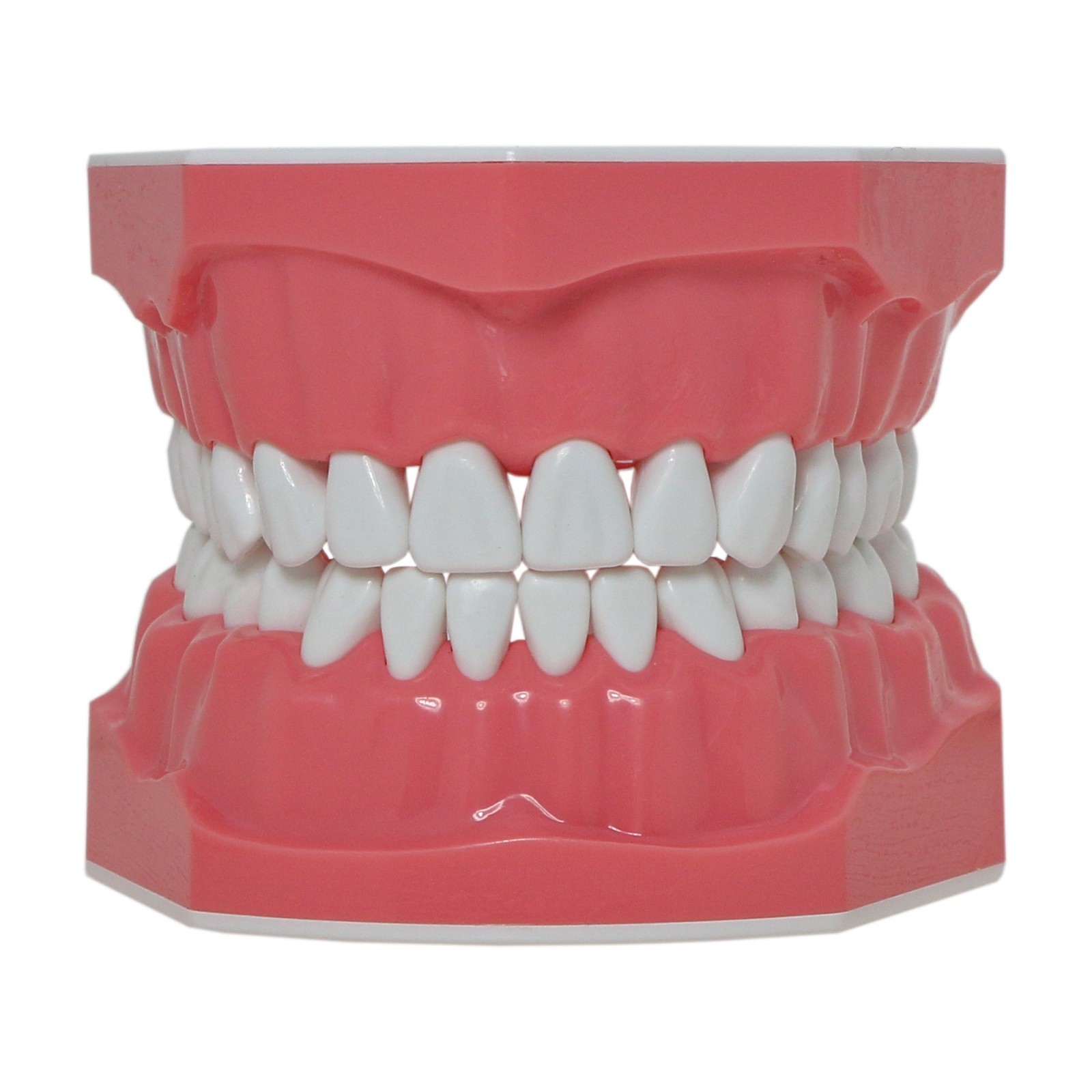 Dental Brushing Flossing Practice Teeth Typodont Model Teaching Studying M7010-1