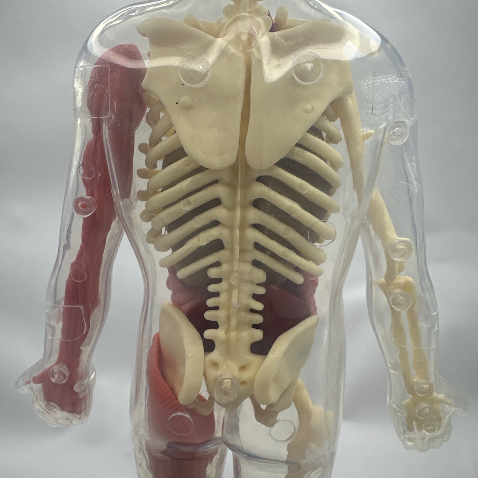 Human Body Model Anatomy Heart Brain Skeleton Muscles Lungs Student 13″