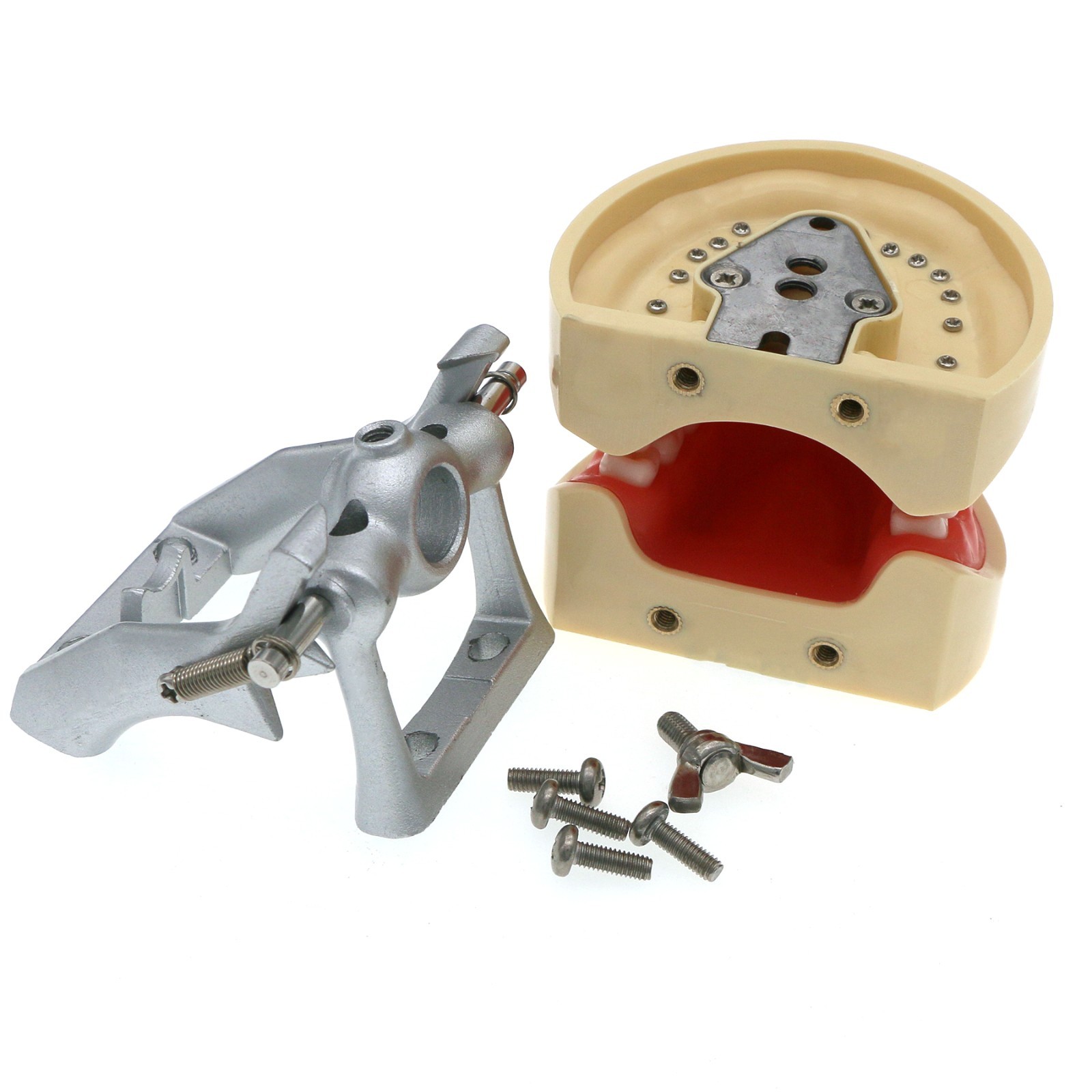 Dental Typodont Teeth Model With Removable Teeth fit Kilgore NISSIN 200/500 Type