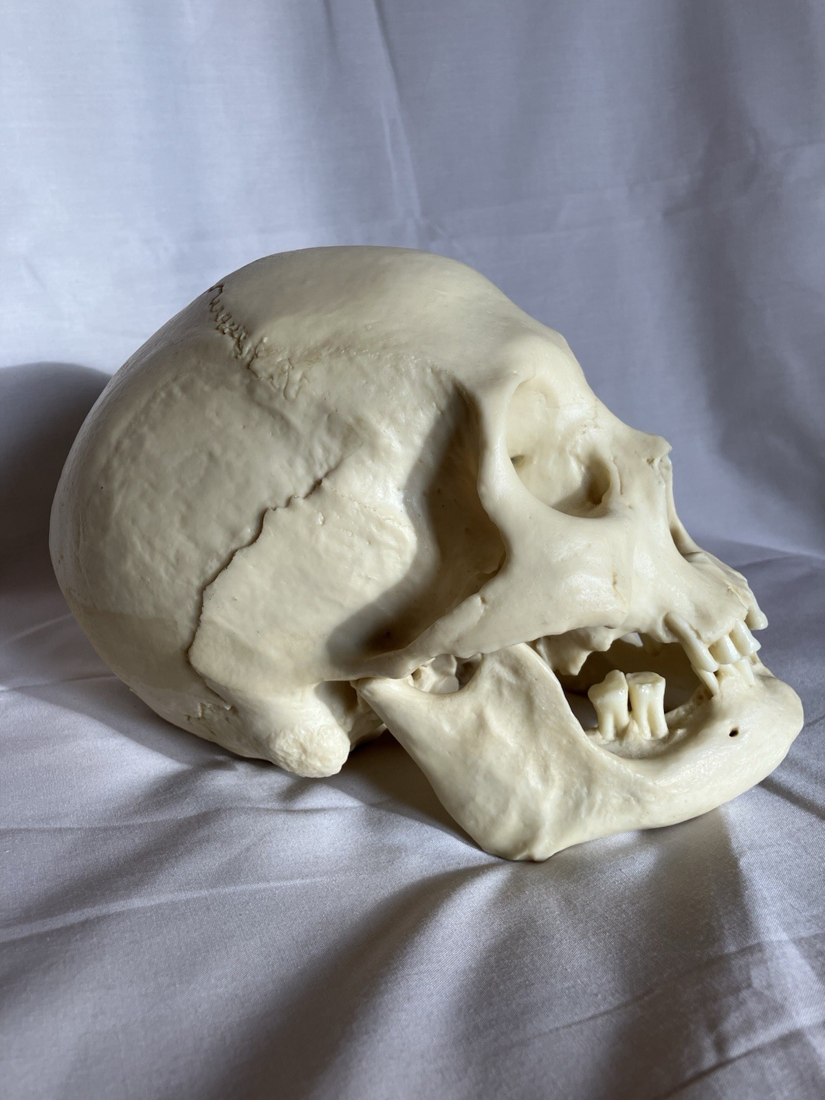 Bone Clones BC 213 Human Skull American Indian female – discontinued