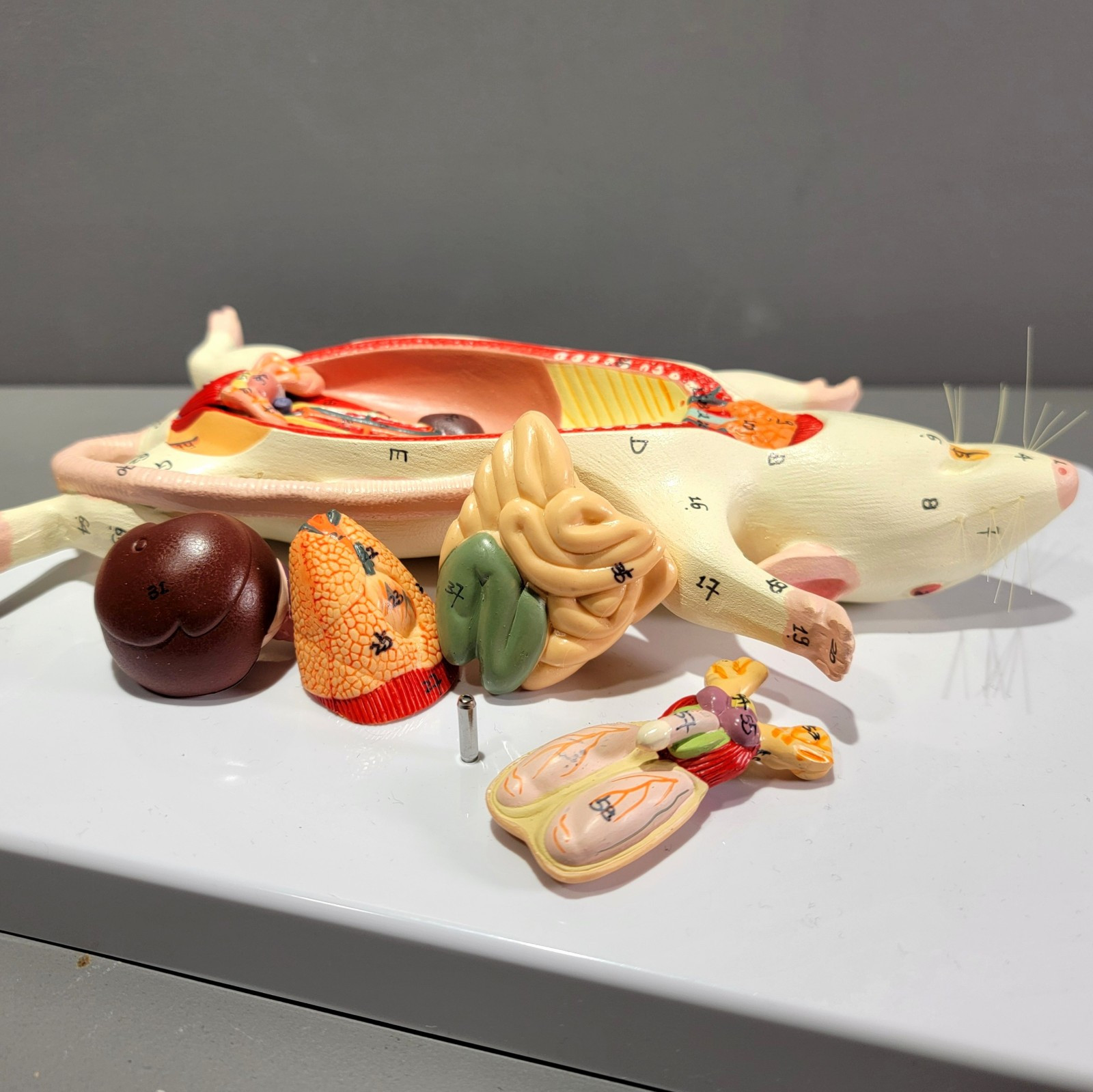 Dissected Rat Anatomical Model, Rat Autopsy Medical Display