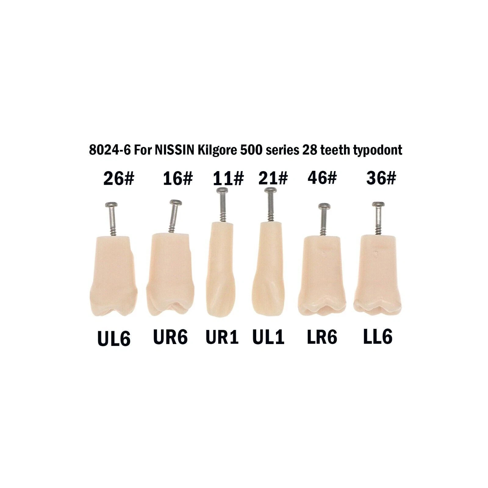 Dental Typodont Teeth Replacement Set of 28 Teeth Kilgore Nissin 500 Fit Screws