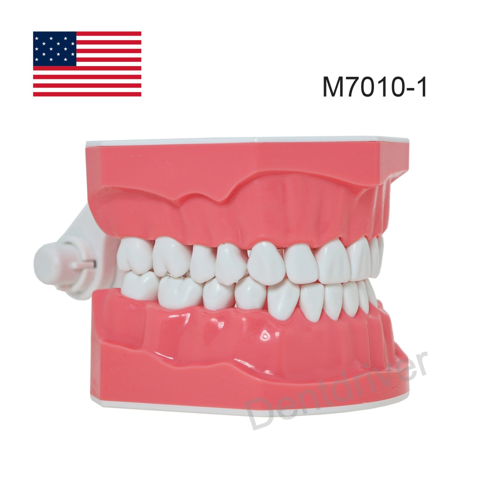 US M7010 Series Typodont M7010-1 Hygiene/M7010-2 Orthodontic Bracket Teeth Model