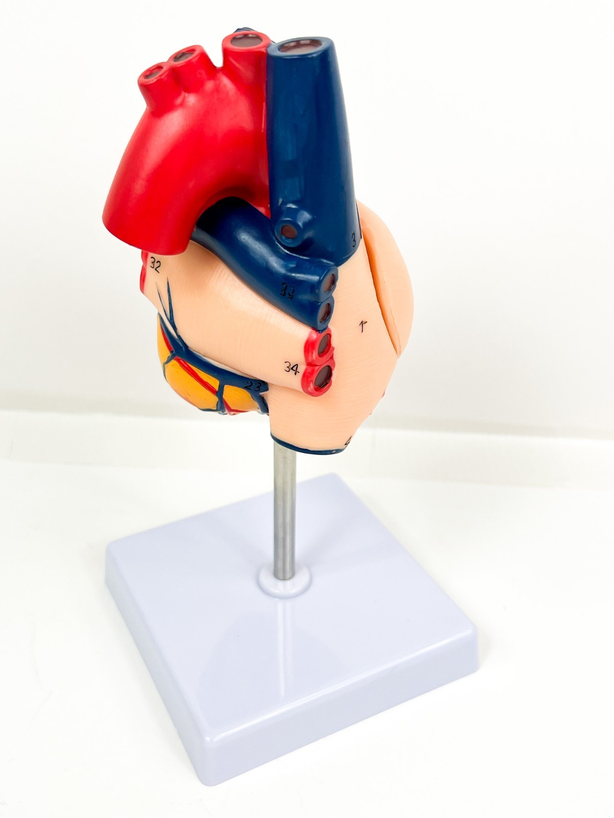 Anatomical Human Heart LifeSize 1:1 Model Medical Teaching Patient Counseling