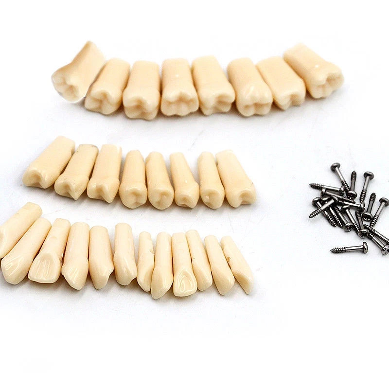 Dental Typodont Teeth Replacement Set of 28 Teeth Kilgore Nissin 500 Fit Screws