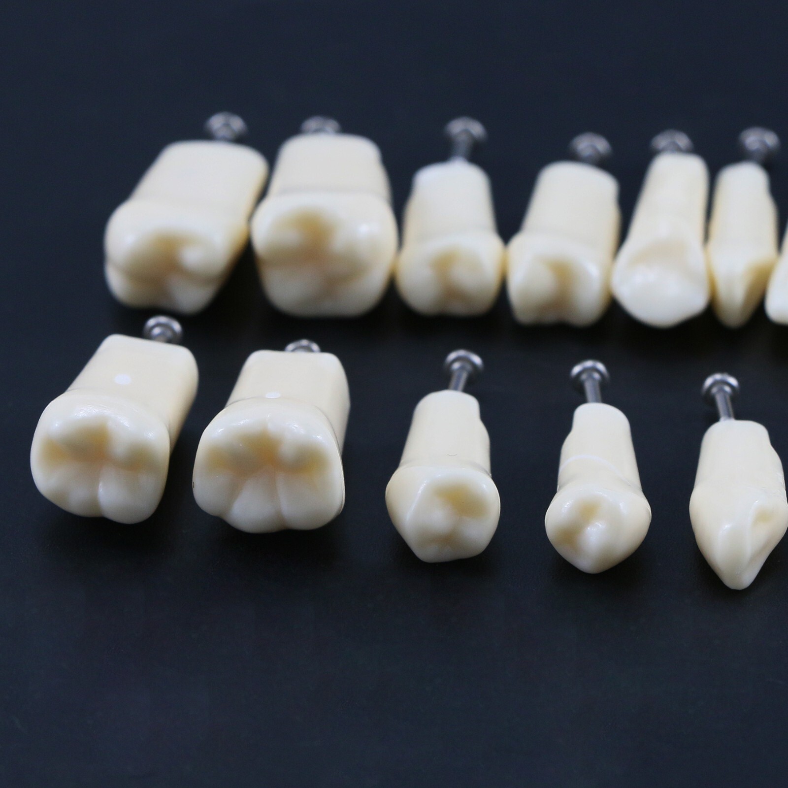 Dental Teeth Typodont Model Replacement Screw-in fit Kilgore NISSIN 200/500 Type