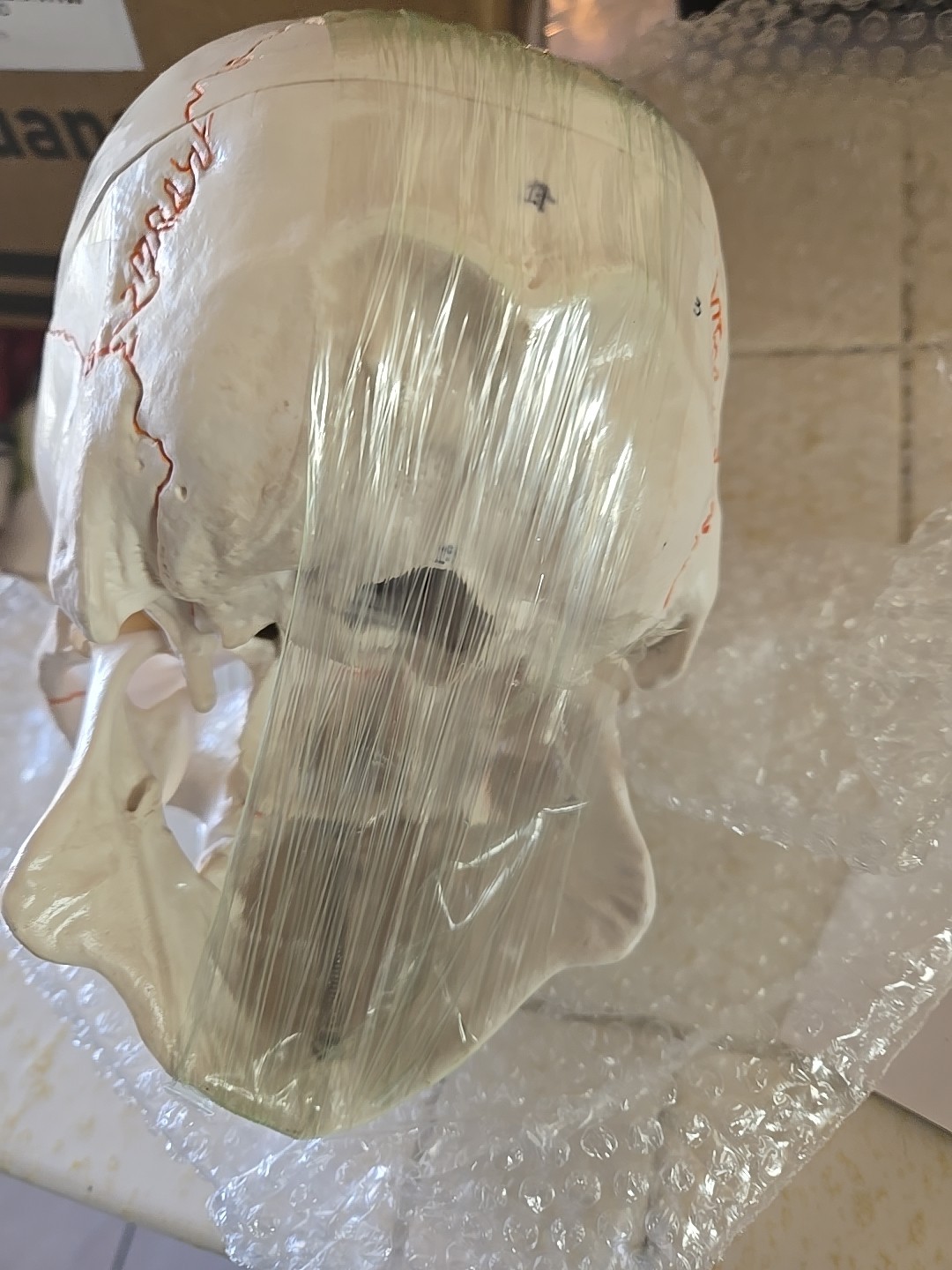 Human Skull with Sutures 3 Part Anatomical Model, Medical Curiosities New In Box