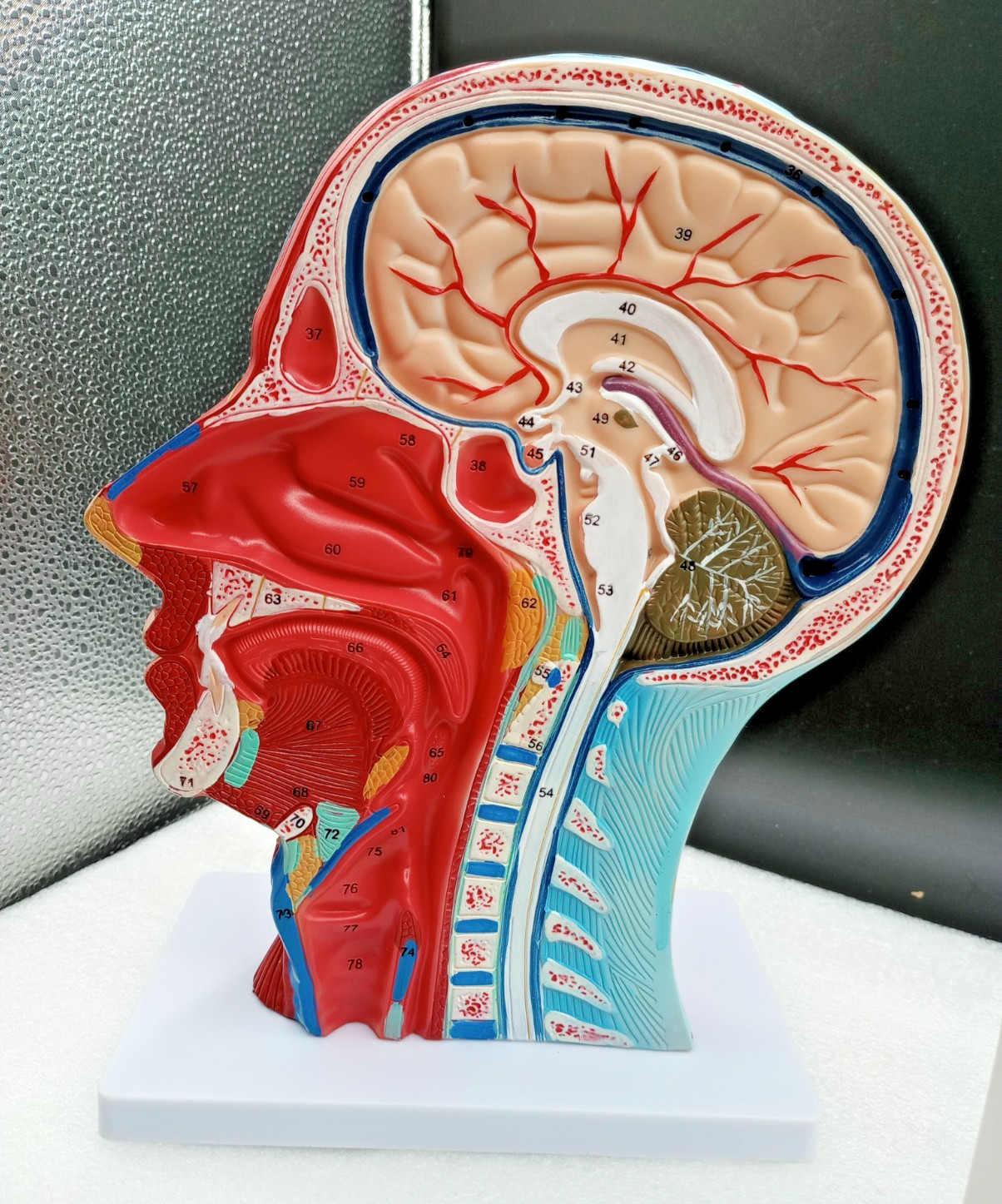 Human Half Head Neck Model Superficial Nerve Vascular Muscle Teaching Tool