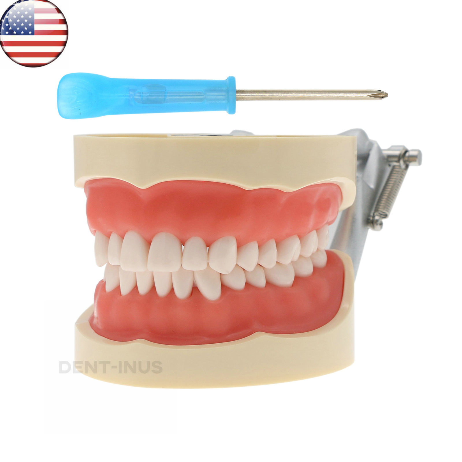 US Dental Typodont Model With Removable Teeth fit Kilgore NISSIN 200 Type M8012