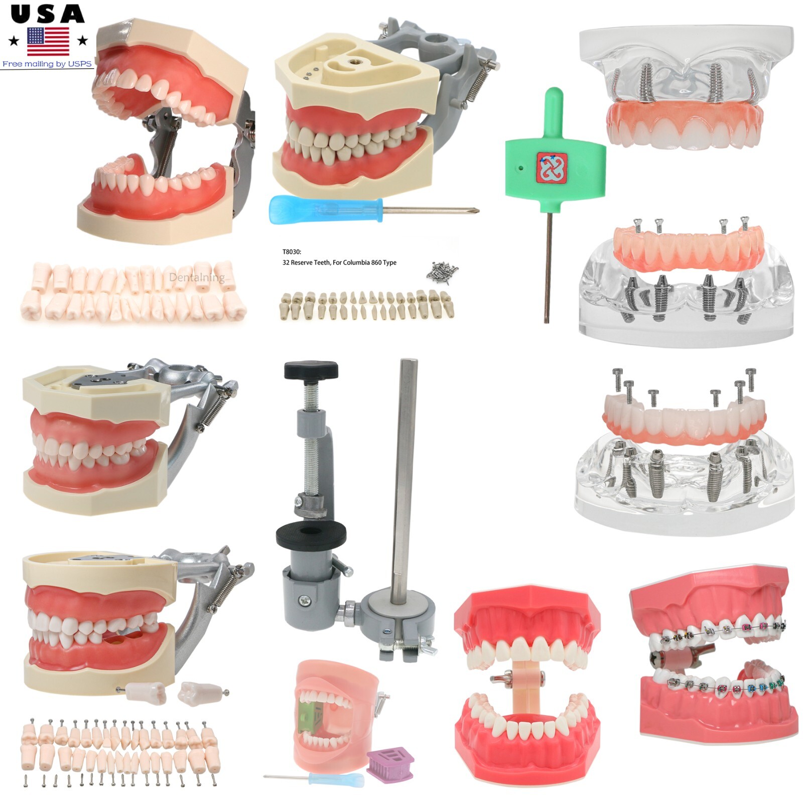US Overdenture All-On-4/6 Implant /Ortho/Columbia 860/Kilgore NISSIN Teeth Model