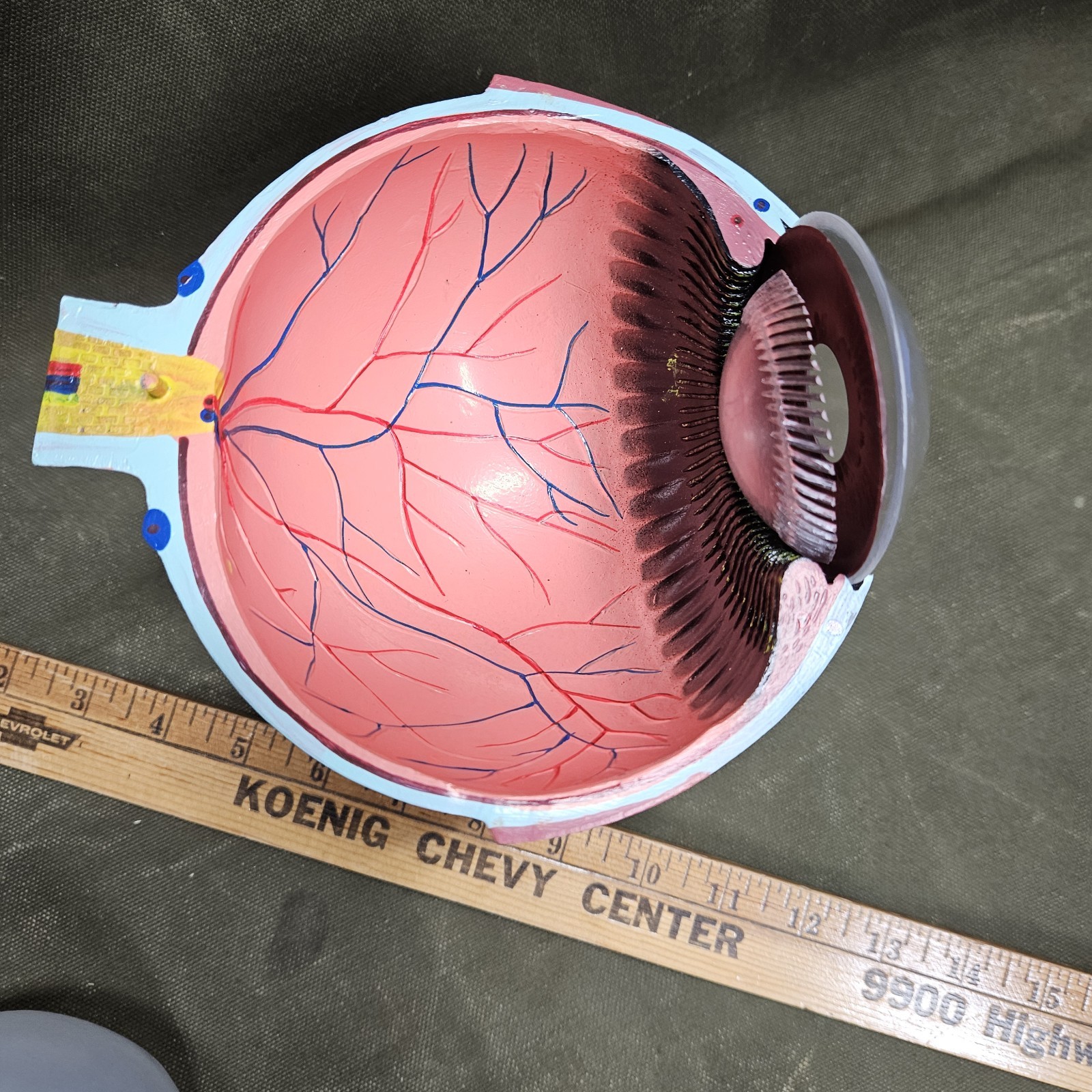 Human EYE Model Anatomy 7 Part Anatomical Eye Model w/ Base Doctor’s Office