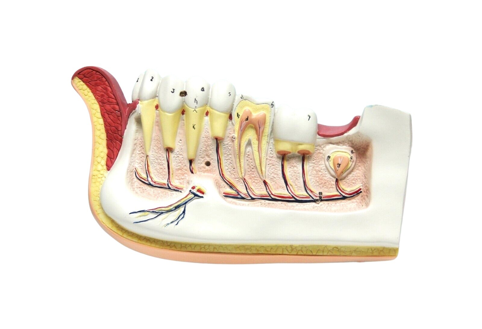 Dentist Dental Teeth Oral Anatomy Physiology Teaching Hanging Decoration Model