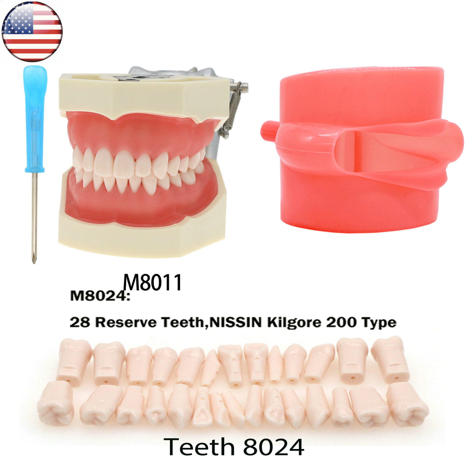 Kilgore Nissin 200/500 Dental Typodont Model With Removable Teeth Mounting Pole
