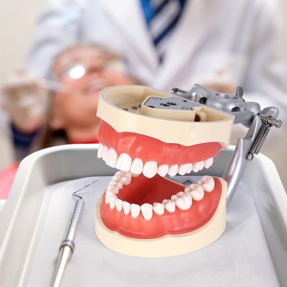 Dental Typodont Model With Removable Screw-in Teeth Anatomical Screw Mounted
