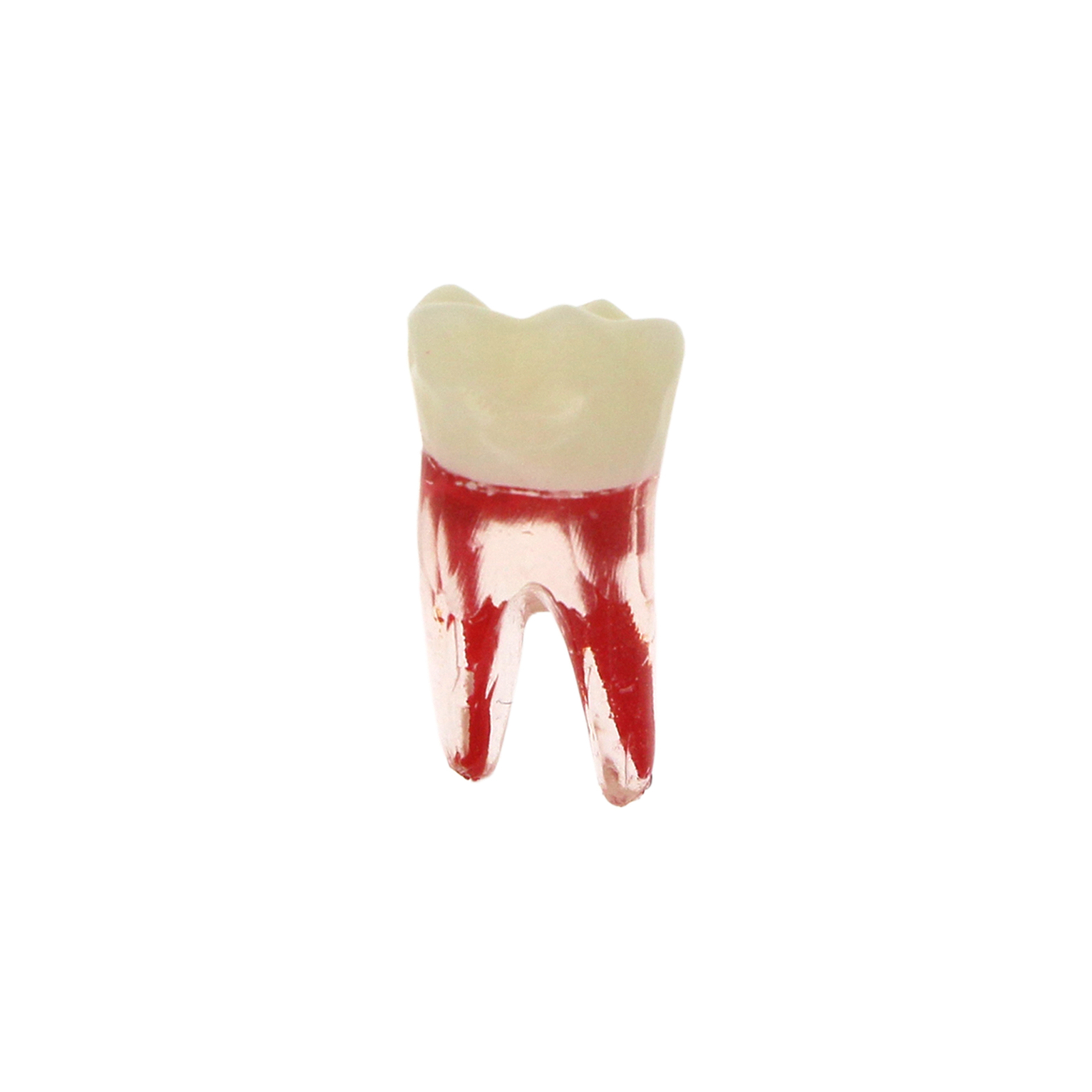 10Pcs Dental Root Canal Practice Model RCT Practice Endo Teeth Model Pulp Study
