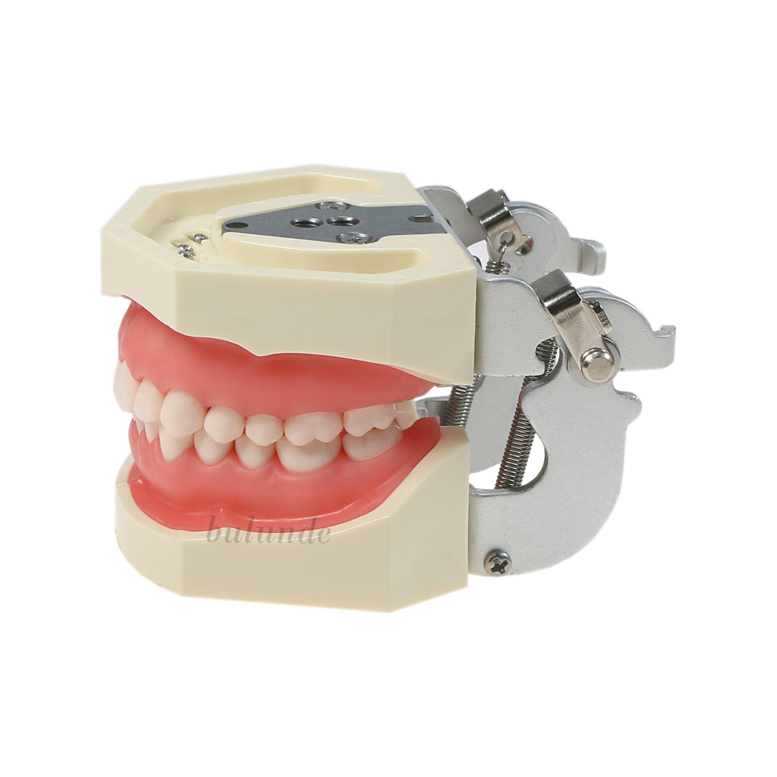 Dental Typodont Teeth Model fit Kilgore NISSIN 200/500 Type With Removable Teeth