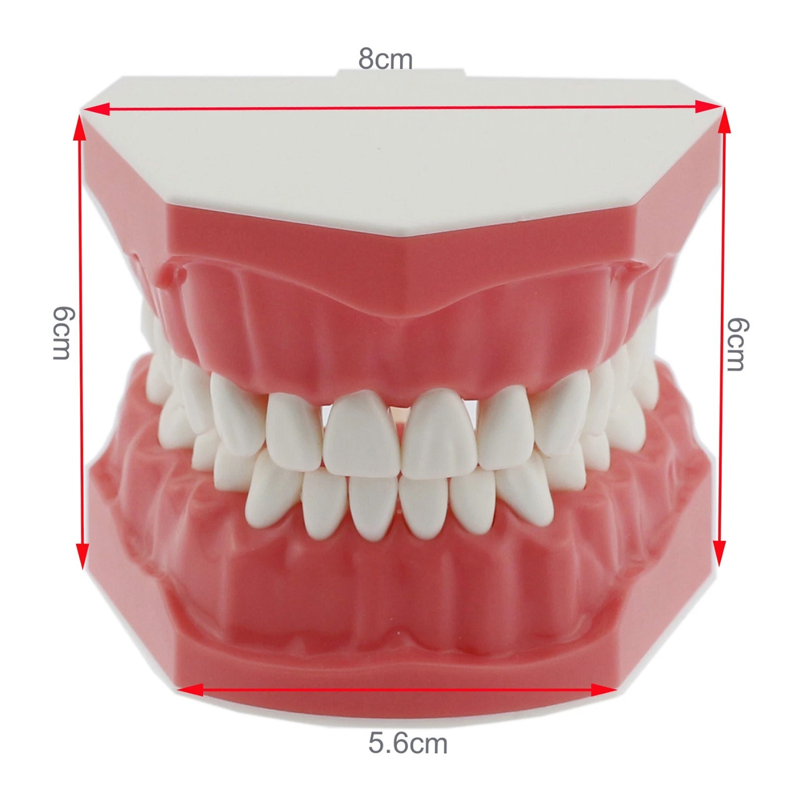 Dental Brushing Flossing Practice Teeth Typodont Model Teaching Studying M7010-1