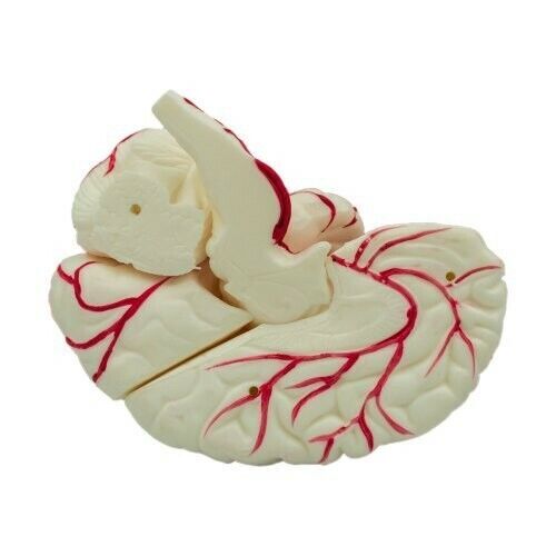 3D Human Brain Model (Made In India)