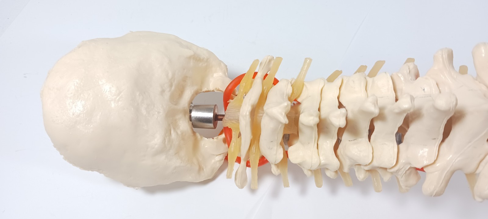 Life-Size Human Spine Model w/ Pelvis & Nerves – Anatomy Medical Study