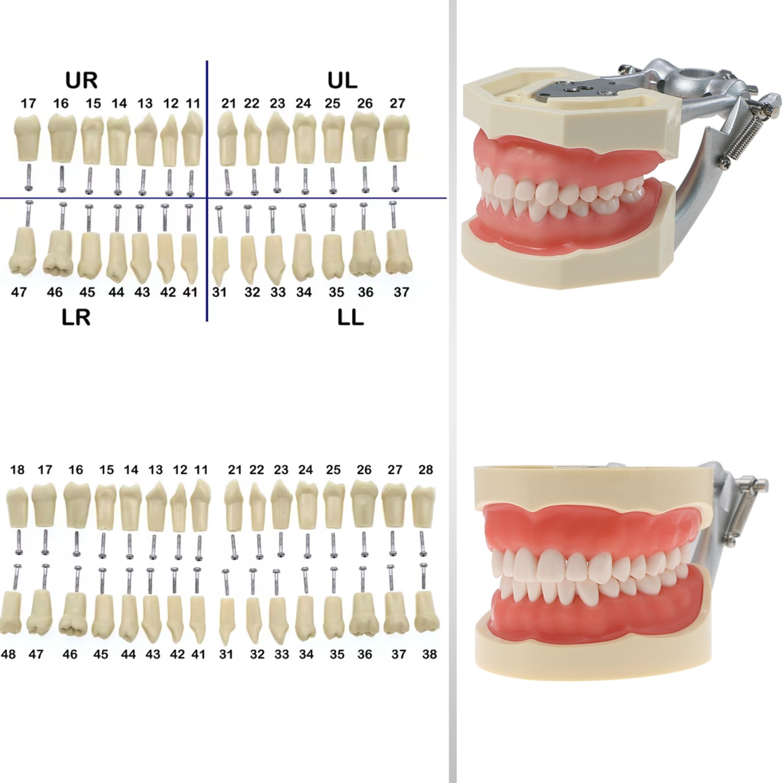 Fit 200/500 Type Kilgore NISSINDental Typodont Teeth Model With Removable Teeth