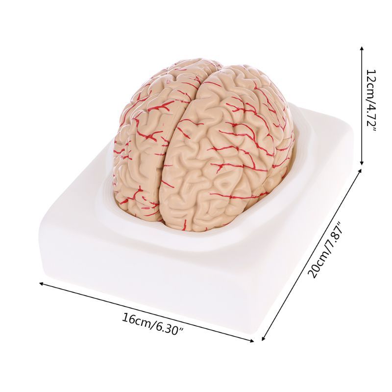 Human Brain Model Anatomical Anatomy Medical Teaching Education Study Science