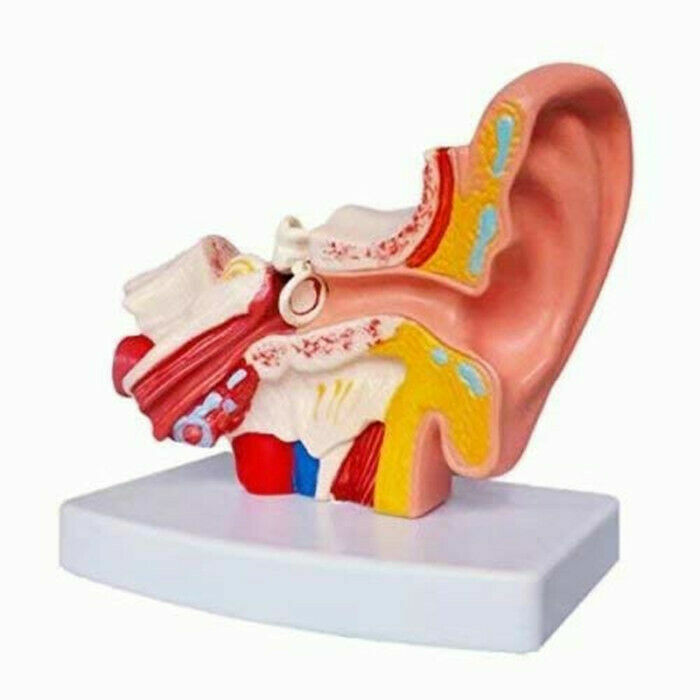 Human Ear Joint Simulation Model Medical Anatomy PVC Plastic Teaching Model USA