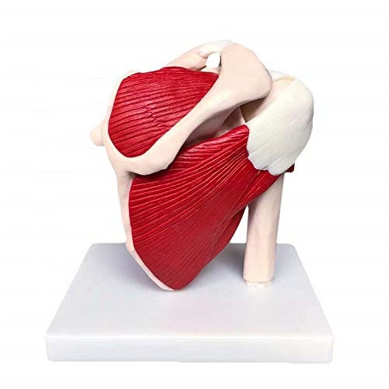 Human Shoulder Joint Ligament Muscled Skeleton Anatomical Model For Teaching US