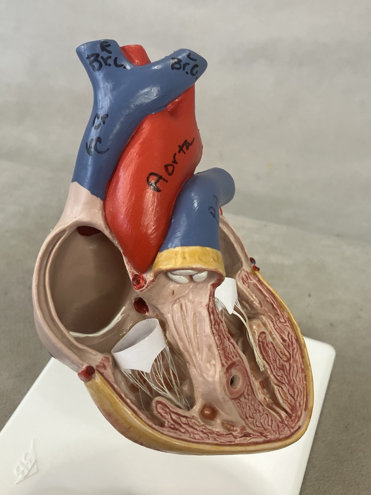 3B Scientific G08 Classic Human Heart Model, 2 part Anatomical Model