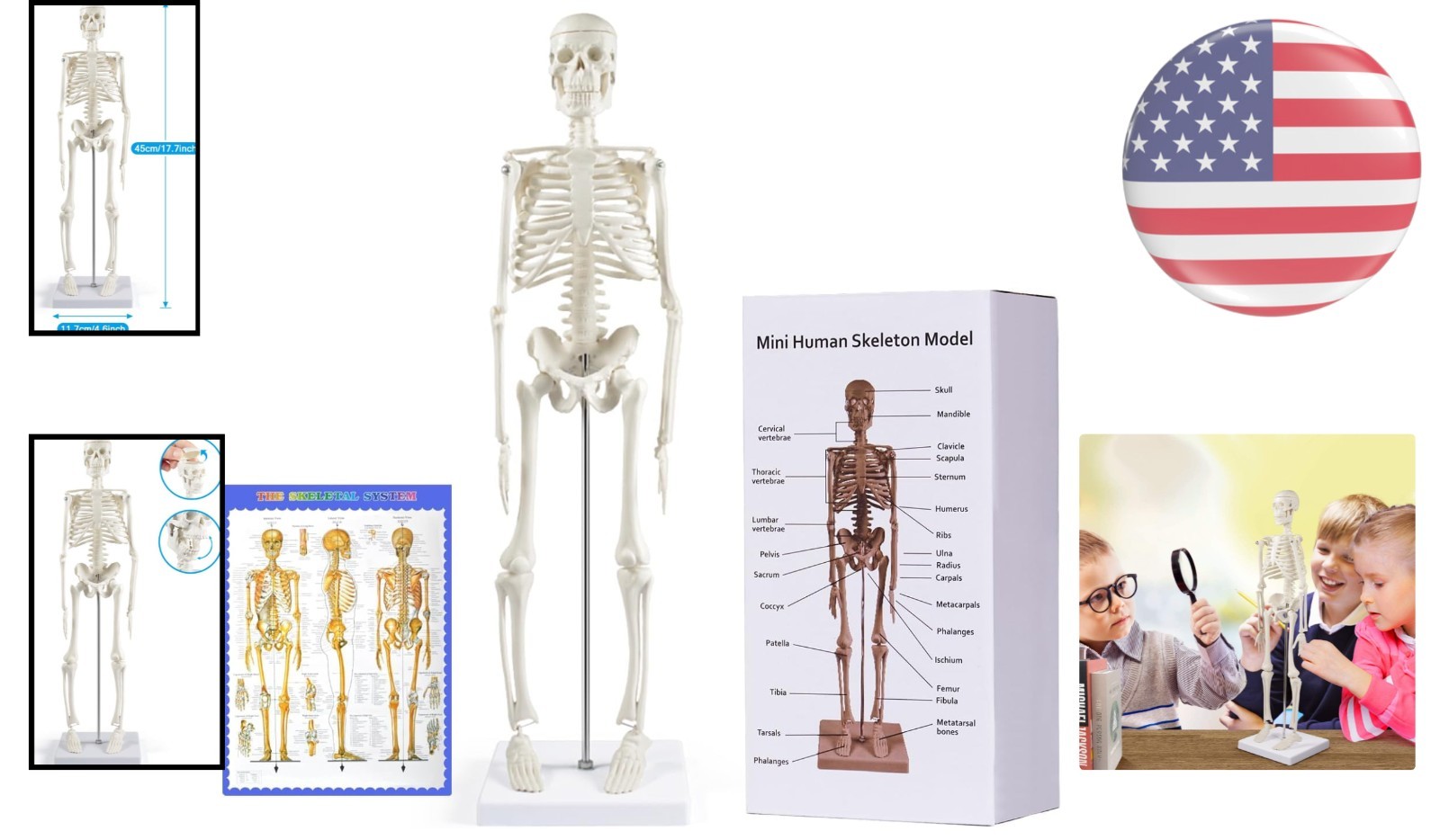 17.7-Inch Human Skeleton Model with Movable Arms – Ideal for Anatomy Study