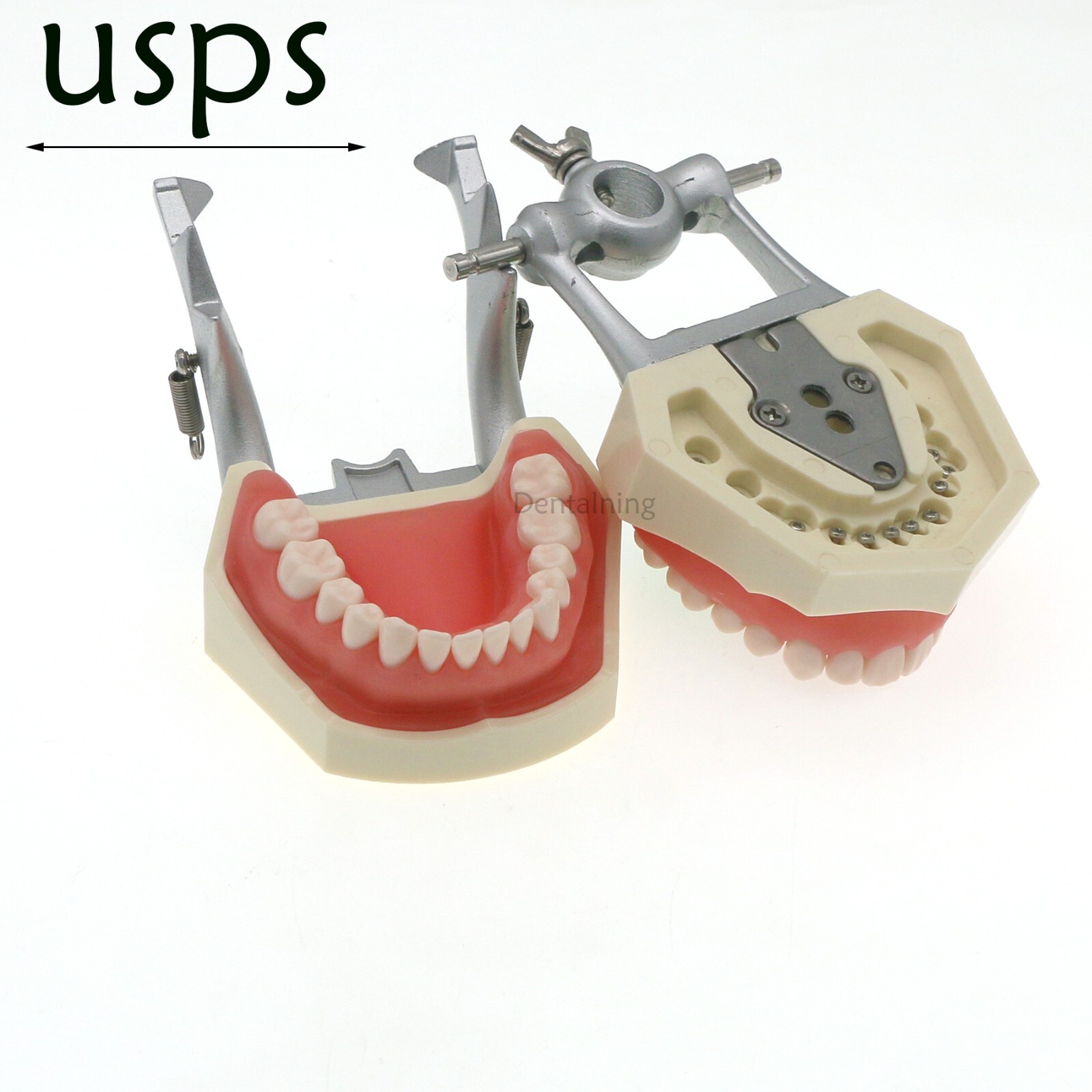 US Overdenture All-On-4/6 Implant /Ortho/Columbia 860/Kilgore NISSIN Teeth Model