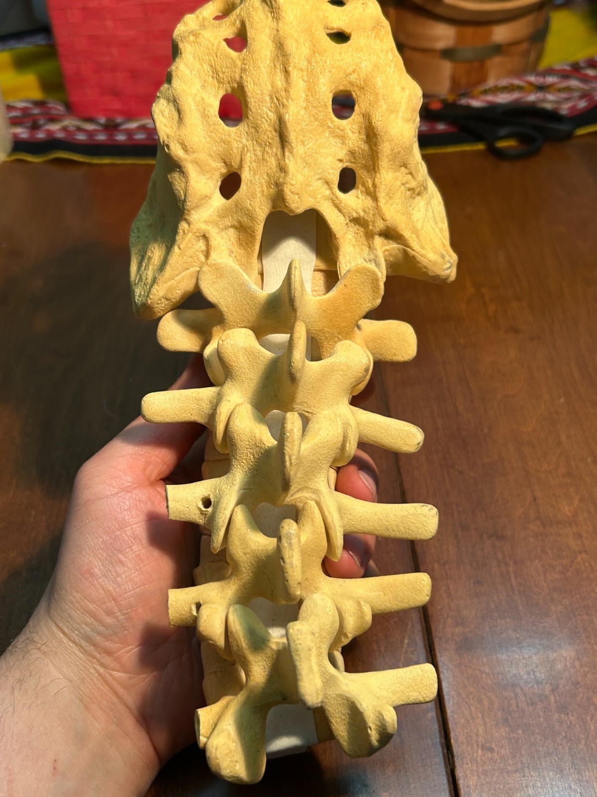 Sawbones Lumbar Spine Sacrum Model L1-L5 Vertebrae Orthopedic Medical Anatomy