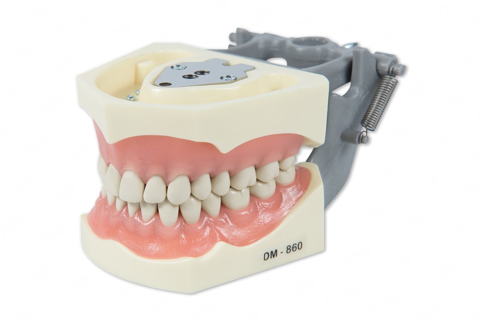 DENTAL TYPODONT 860 BUNDLE PACK 10 EXTRA MOLARS FITS COLUMBIA BRAND TEETH