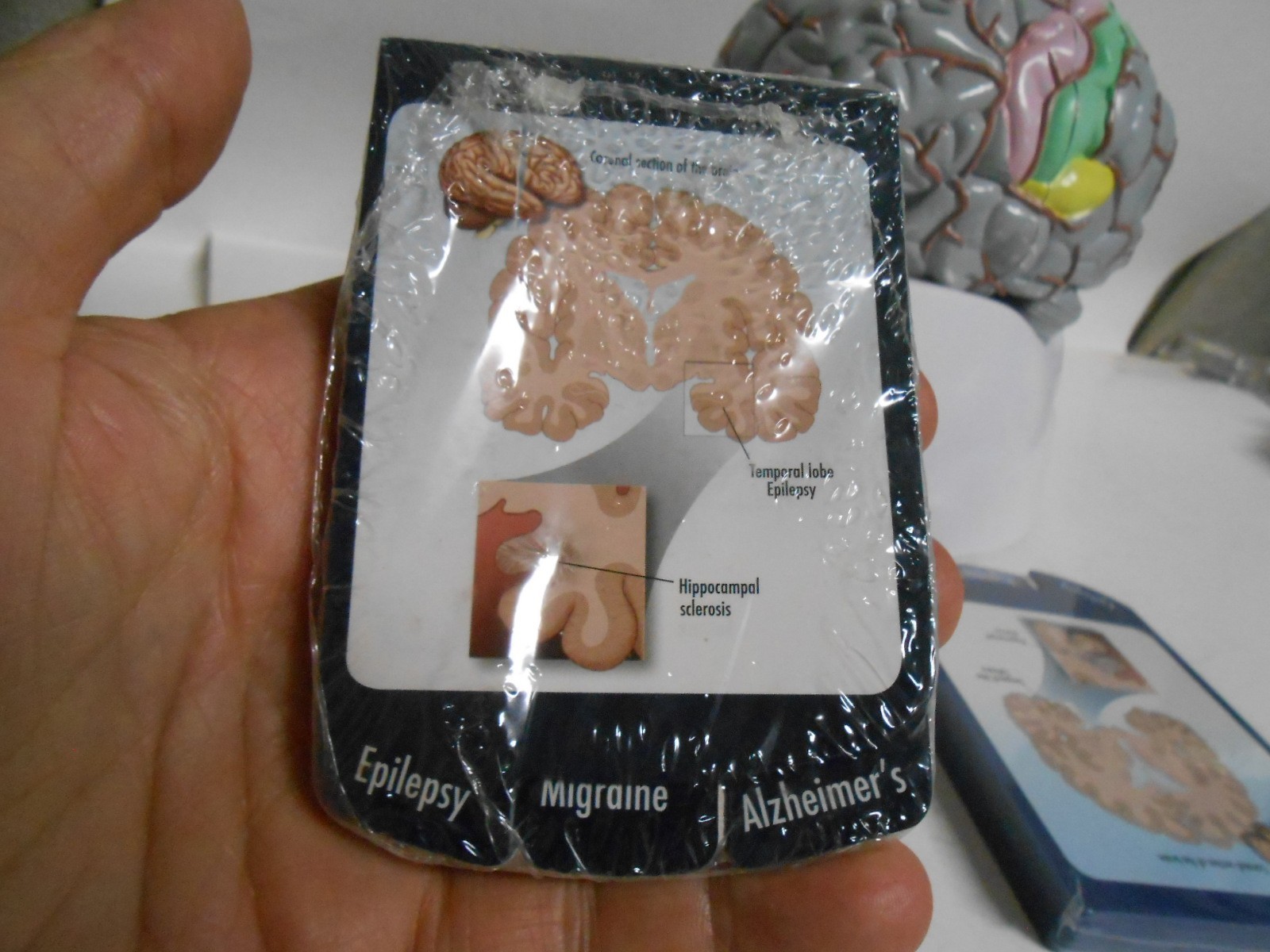 Human Brain Model Medical Doctor Office Display Teaching Education Study Science