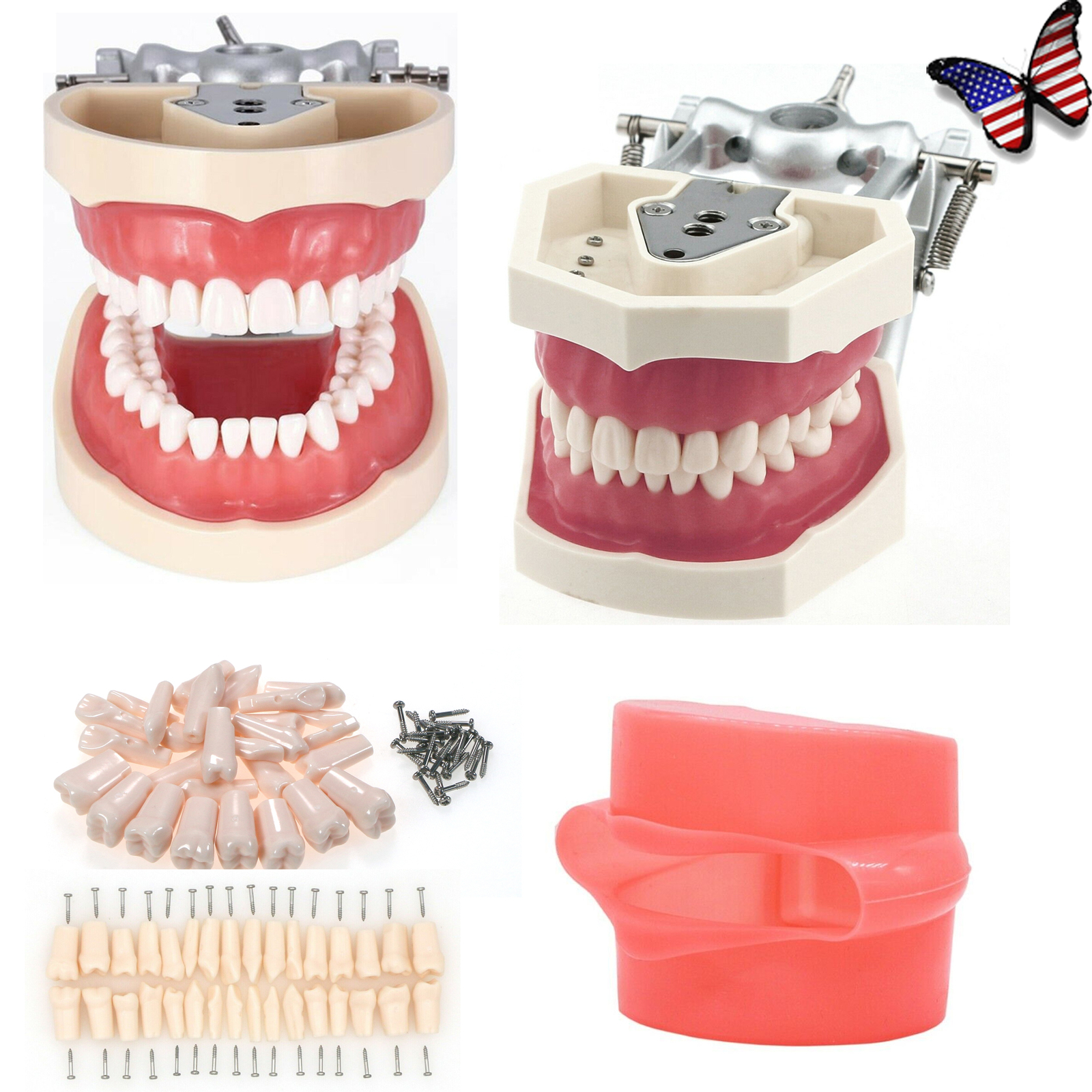 Dental Typodont 28/32Pcs Model Removable Teeth fit Kilgore NISSIN 200/500 Type