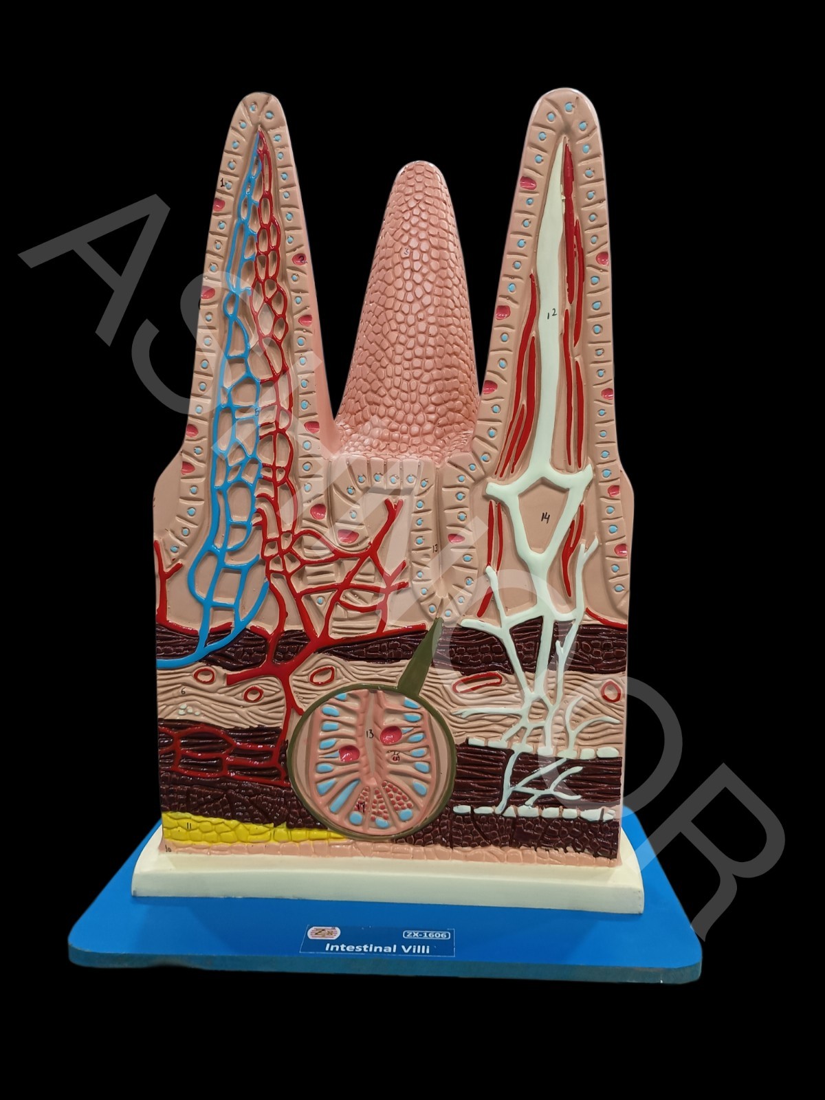 Human Intestinal Villi Model | XC-1060 | Medical Anatomy Teaching Aid
