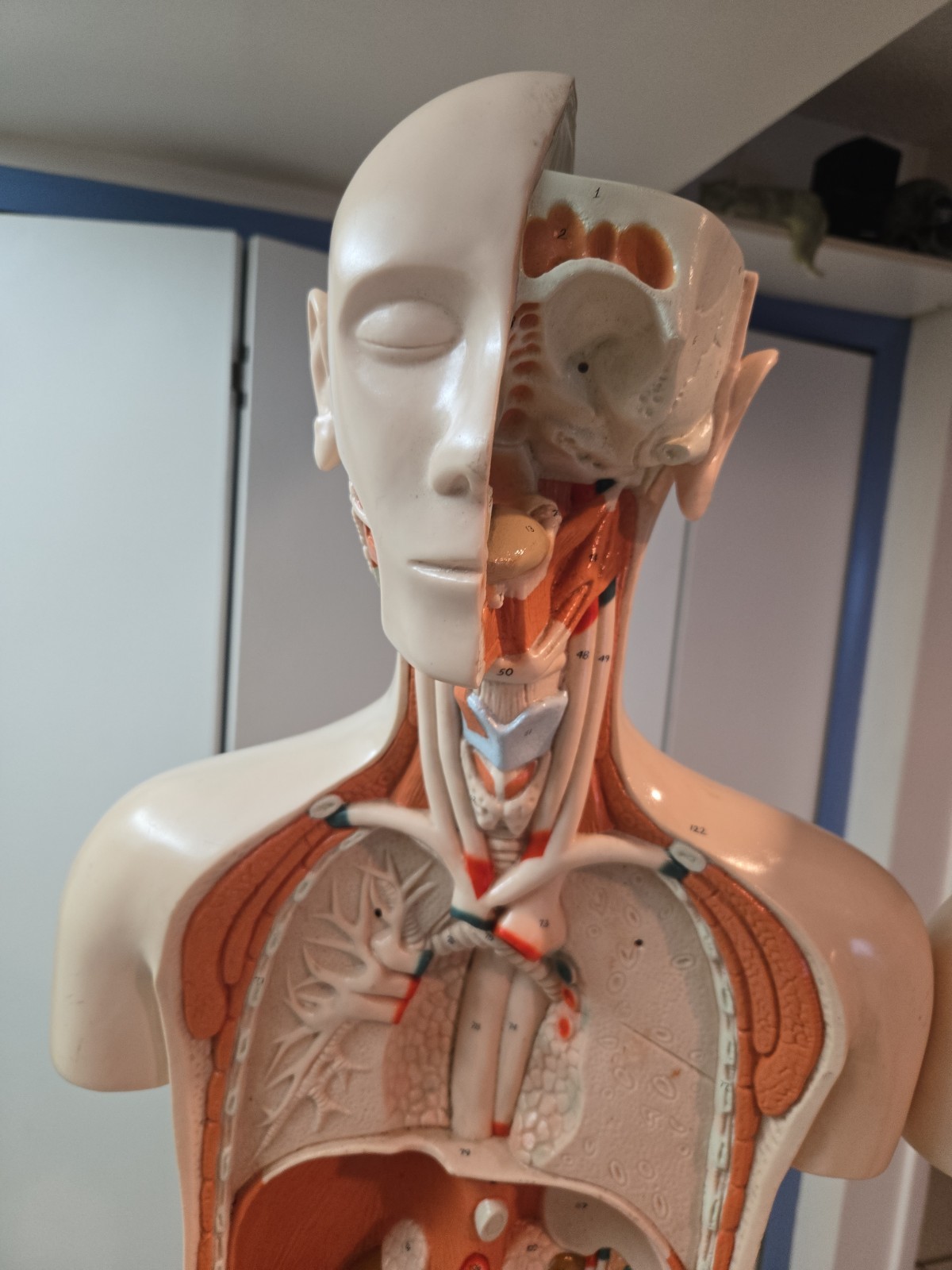2 Qty Denoyer Geppert Anatomy Human Body Teaching Medical Torso Model. AS-IS
