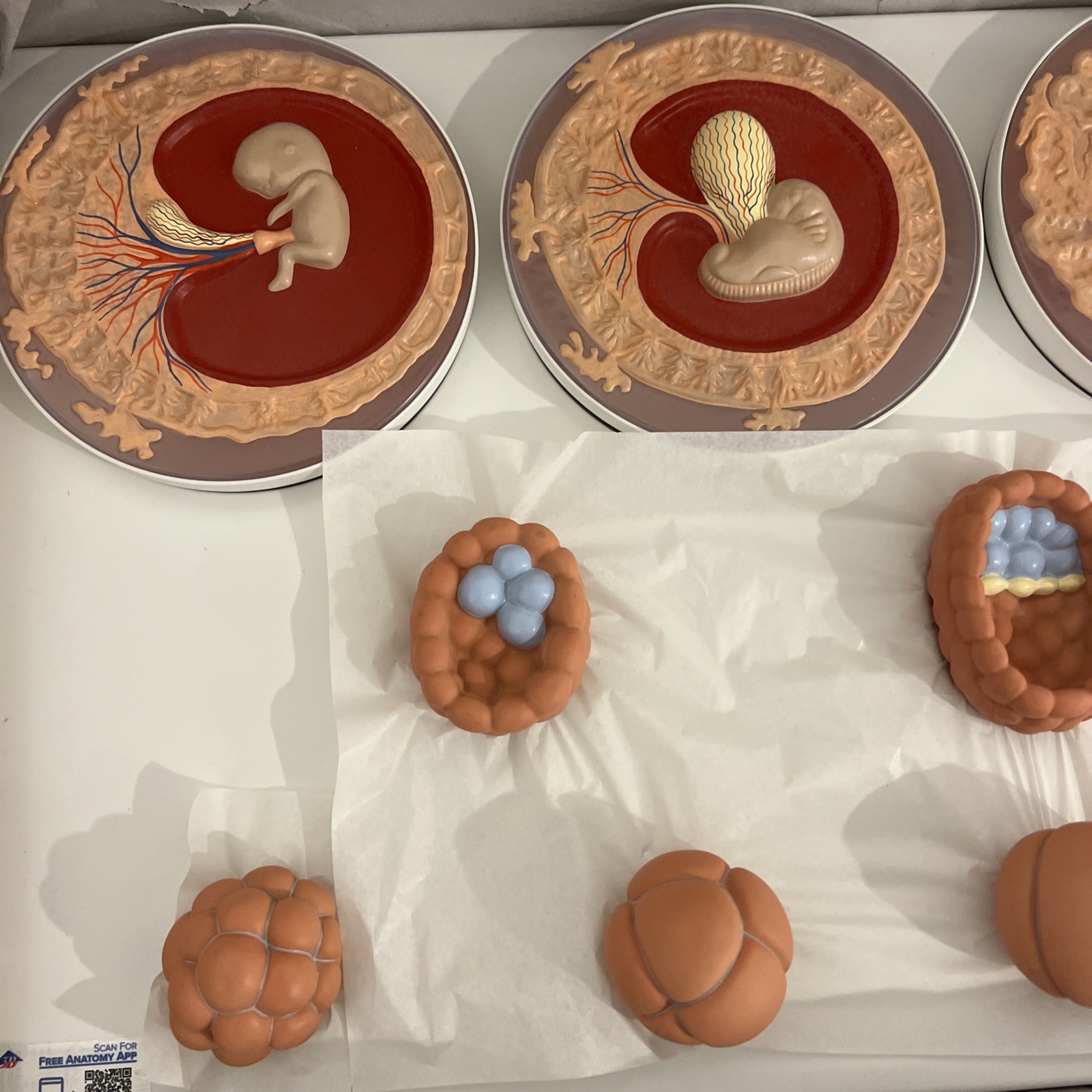 3B Scientific 1001257 Embryonic Development Model in 12 Stages Anatomical Model