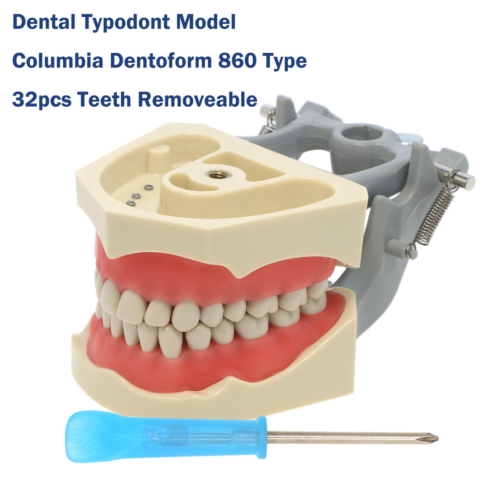 US Dental Columbia Dentoform 860 Type Typodont Model With 32Pcs Removable Teeth