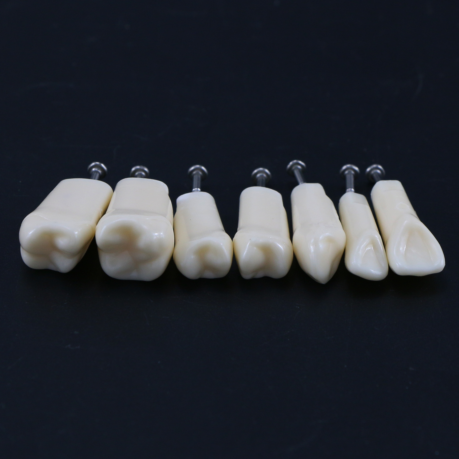Dental Typodont Replacement Screw-in Teeth Model fits Kilgore NISSIN 200/500Type