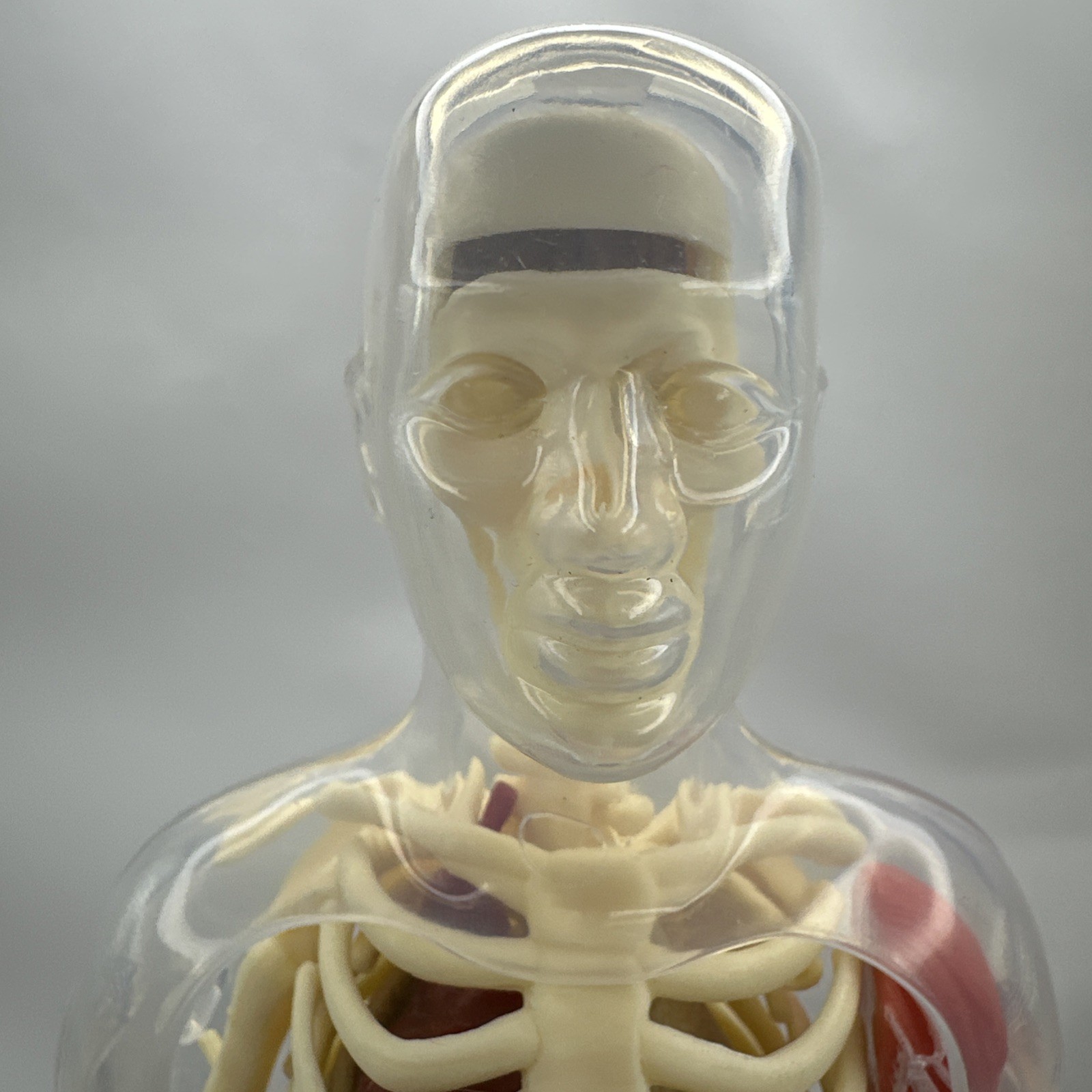 Human Body Model Anatomy Heart Brain Skeleton Muscles Lungs Student 13″
