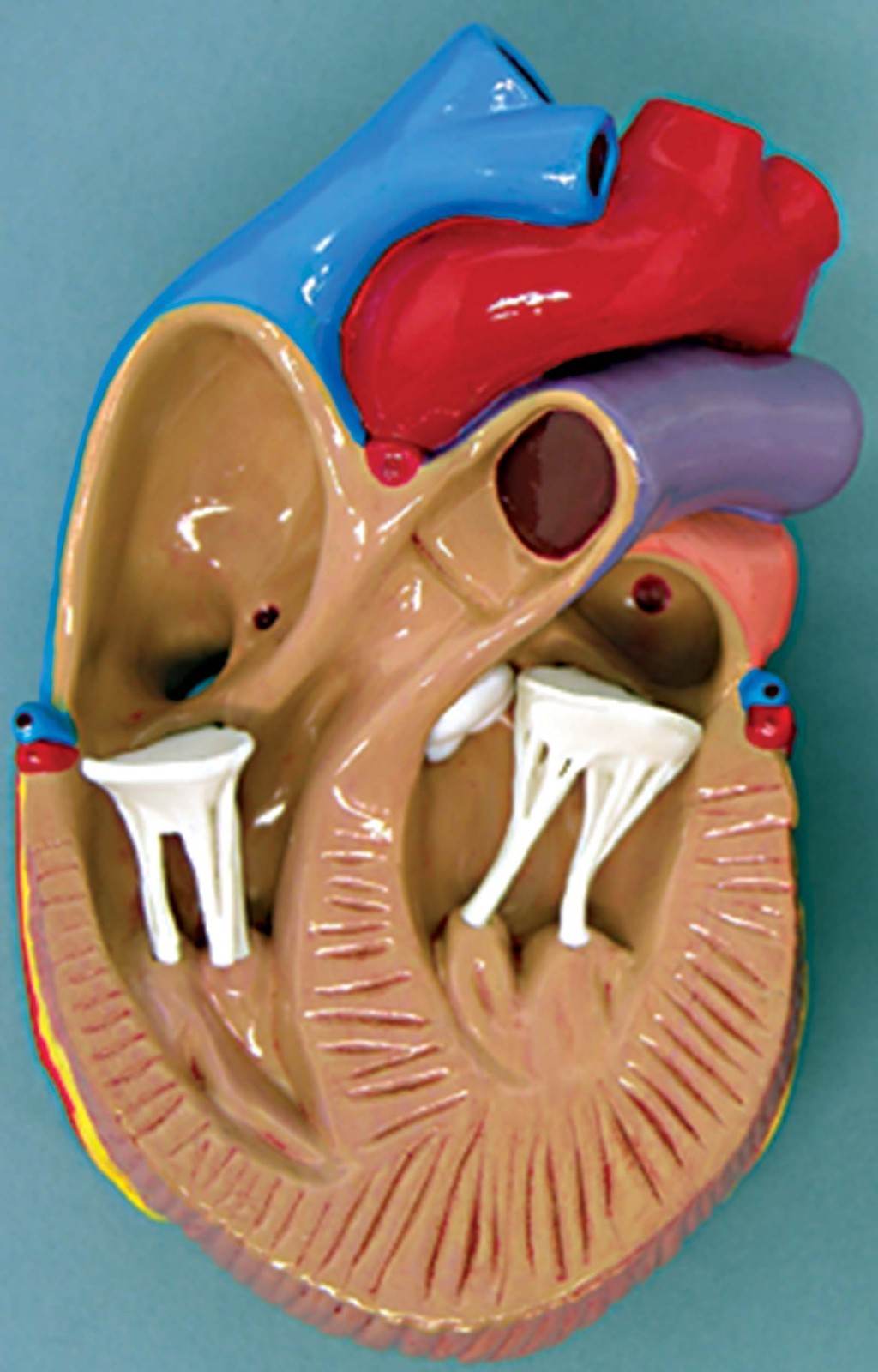 Mini Heart Set of 3 GPI Anatomical Models LFA#2550. Make Us an Offer . See VIDEO