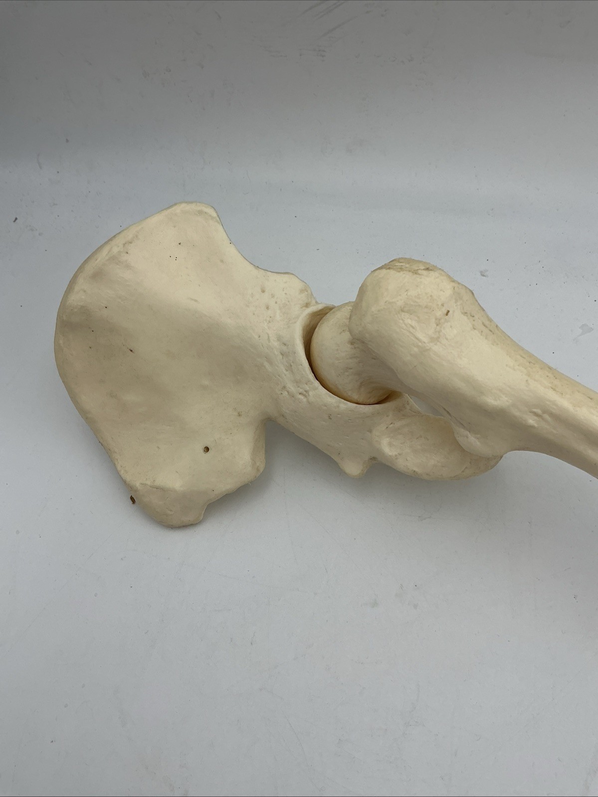3B Scientific Leg Skeleton with Pelvic Bone Physiological Phil A15/3 Replacement