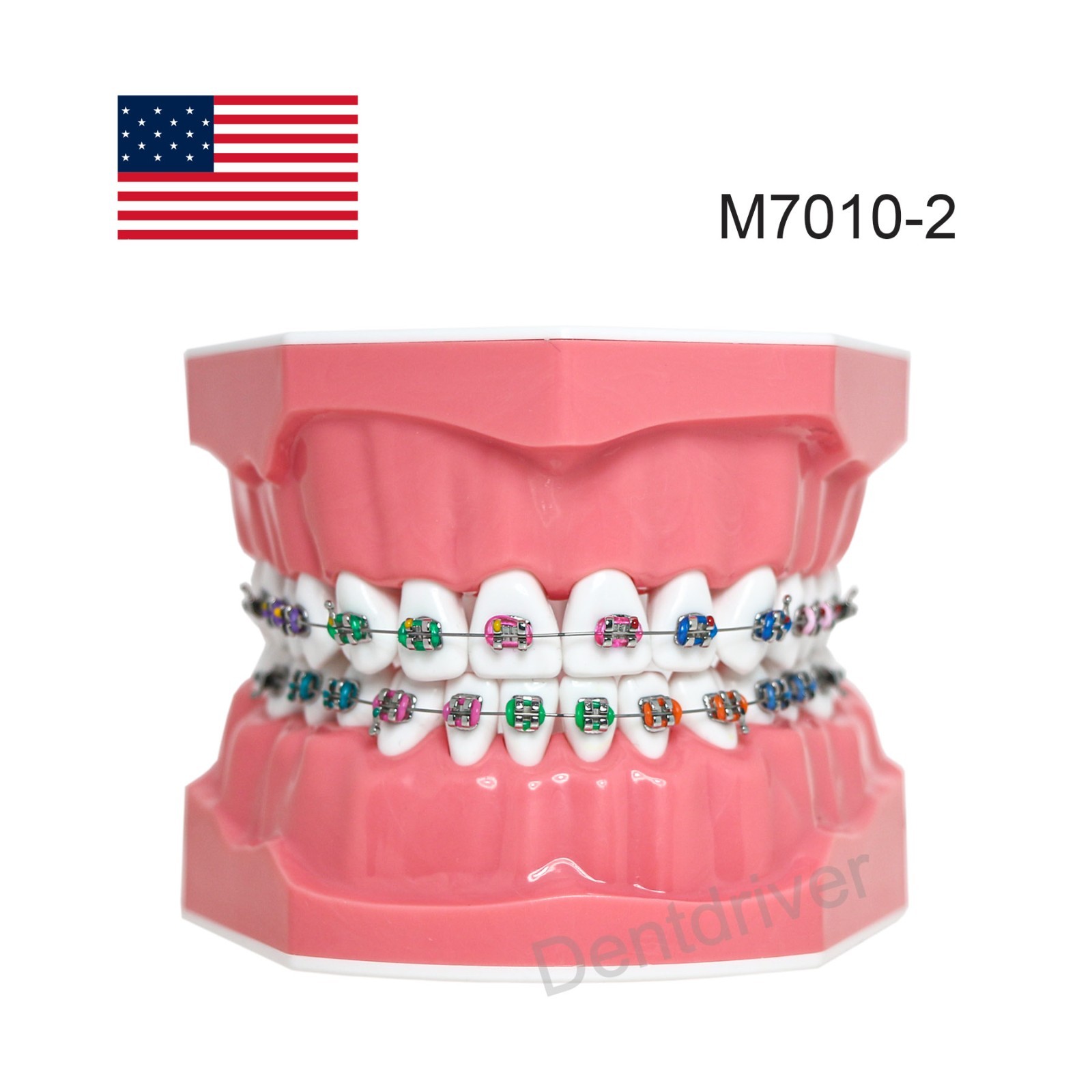 US Orthodontic Typodont 1:1 Teeth Model M7010-2 Fixed Brackets Braces Teaching