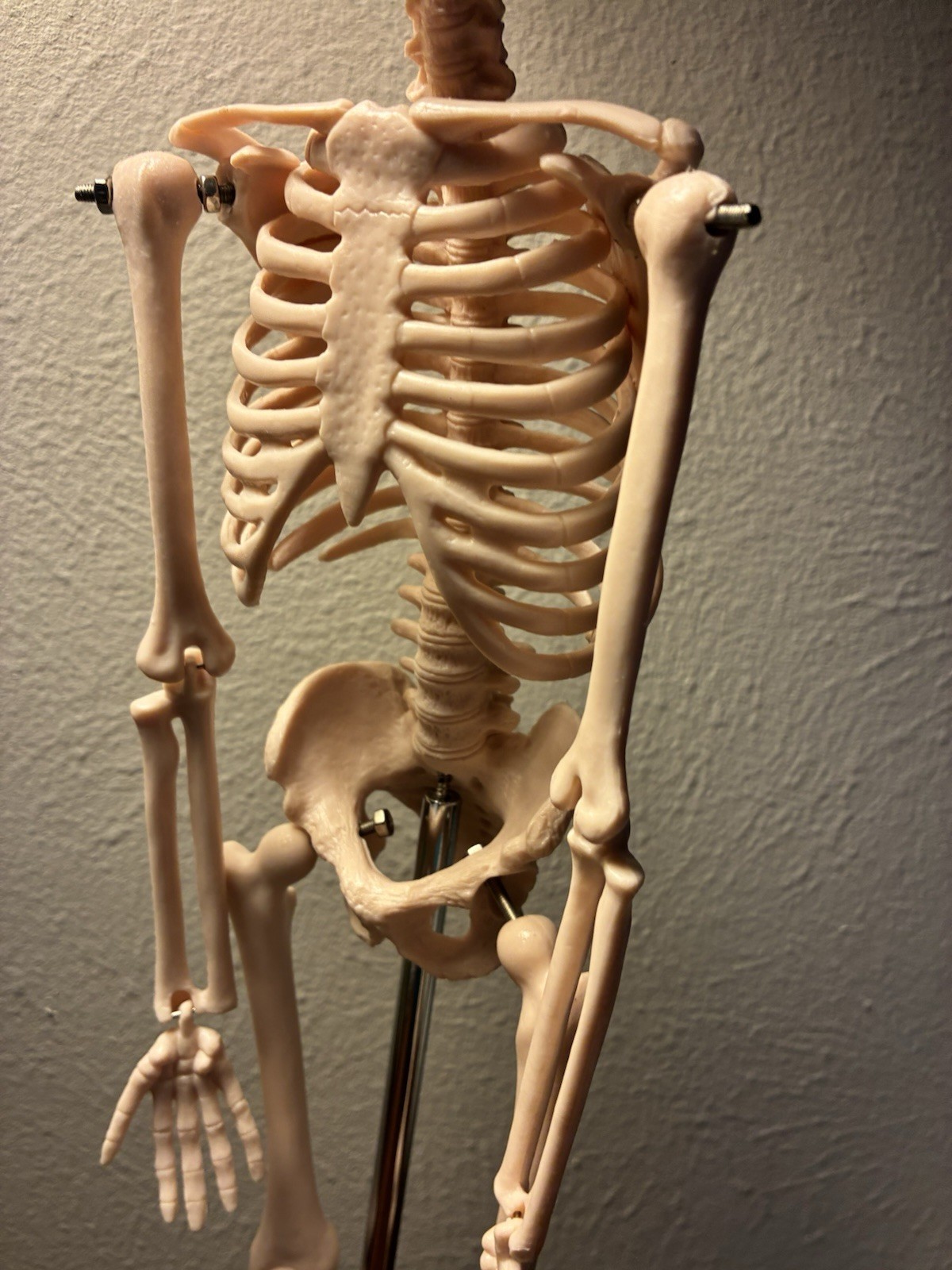 16.5 “ Anatomical Skeleton Model with Movable Arms Ideal for Teaching & Display