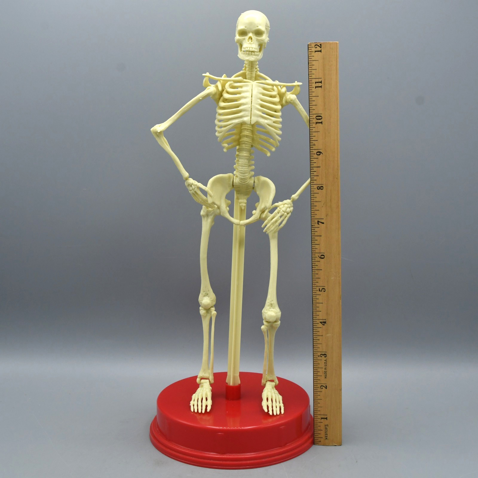 Human Skeleton Model Vintage 1991 Plastic Halloween Anatomy Science Home School
