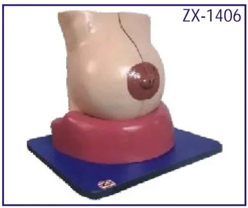 ZX-1406 Female Breast Model (Made in India)